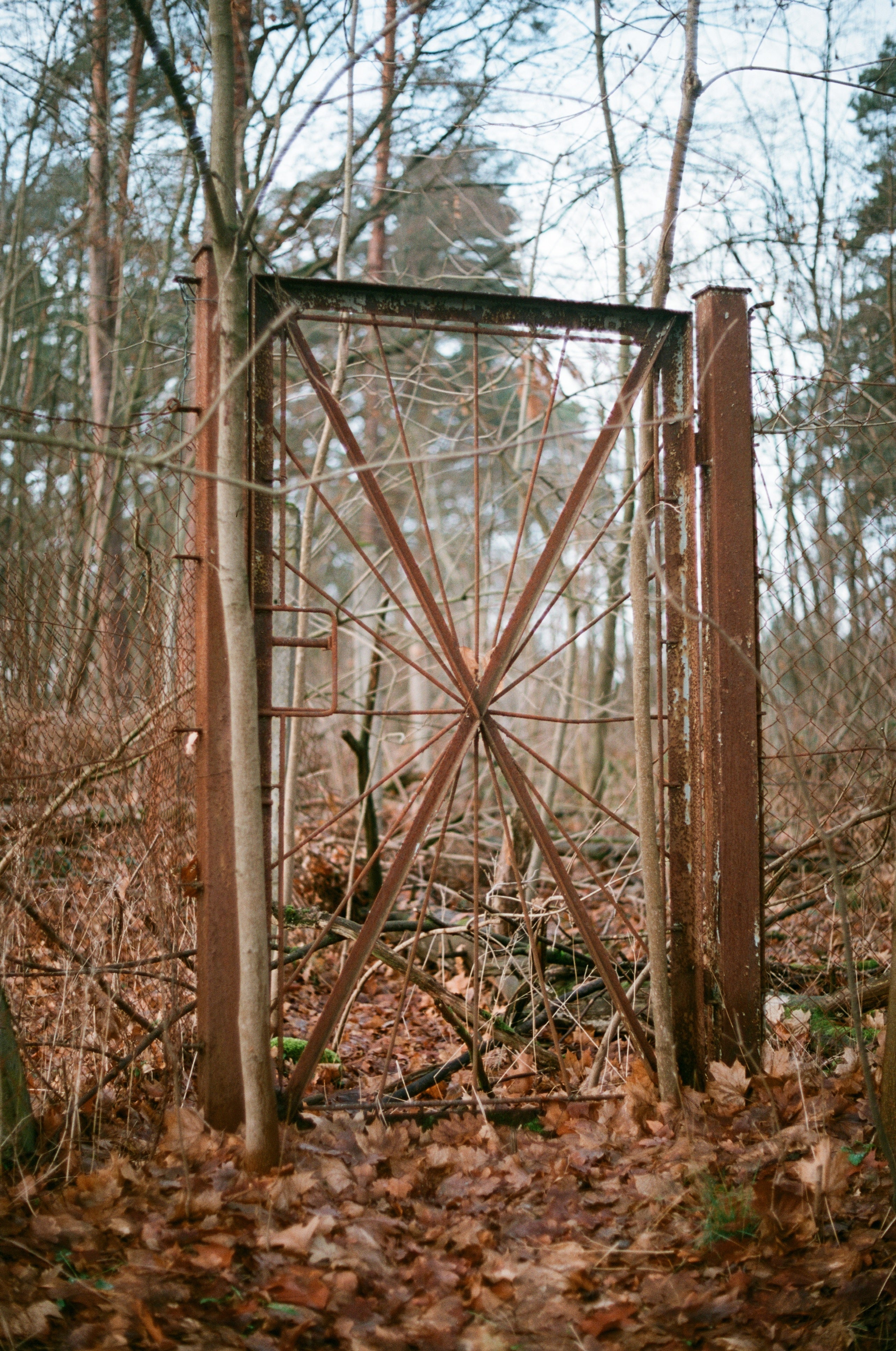 Flicfilm Elektra 100 135/36 Exp Revelateur C-41